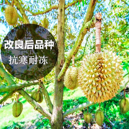 榴莲树果苗嫁接金枕猫山王榴莲苗南方盆栽地栽当年结果黑刺榴莲苗 - 图0