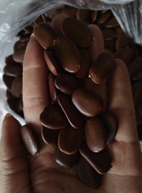 仪花种子可做耳饰手工diy摇铃像硬币的声拍摄装饰道具豆豆眼材料