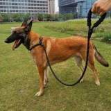 Dog P Цепная светодиодная расширение веревки P веревки и кассиры, большой взрыв собак -промывка промывки плюс длинные веревки для собак