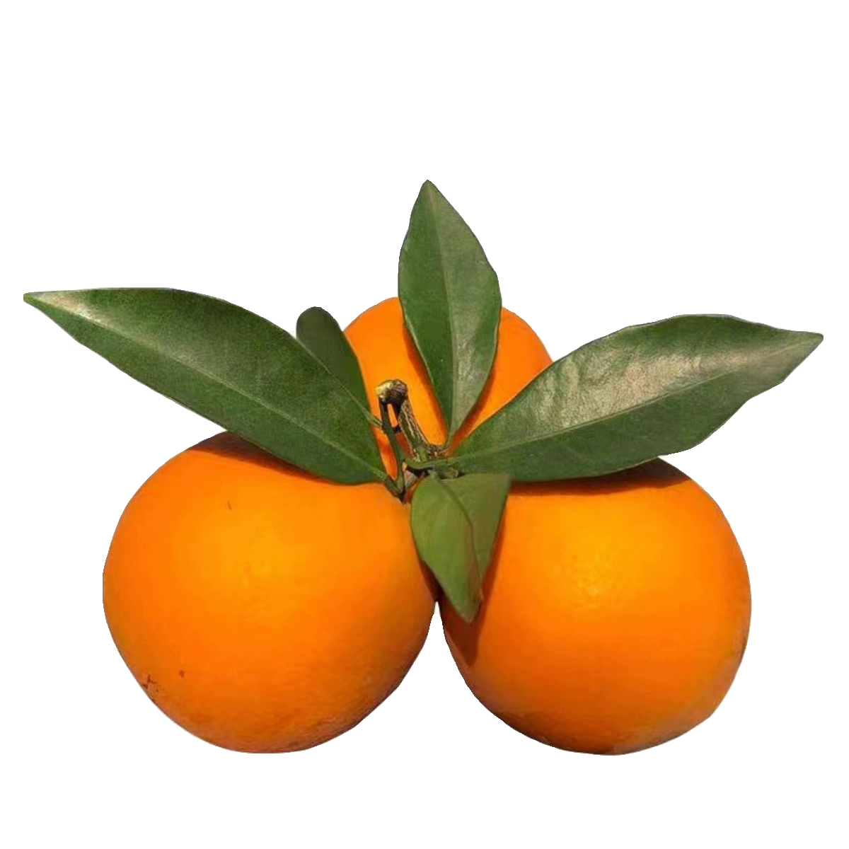 正宗江西赣南脐橙彩箱产地现摘直发精品大果新鲜水果橙子赣州寻乌,淘宝优惠券,粉丝福利购,淘宝优惠卷