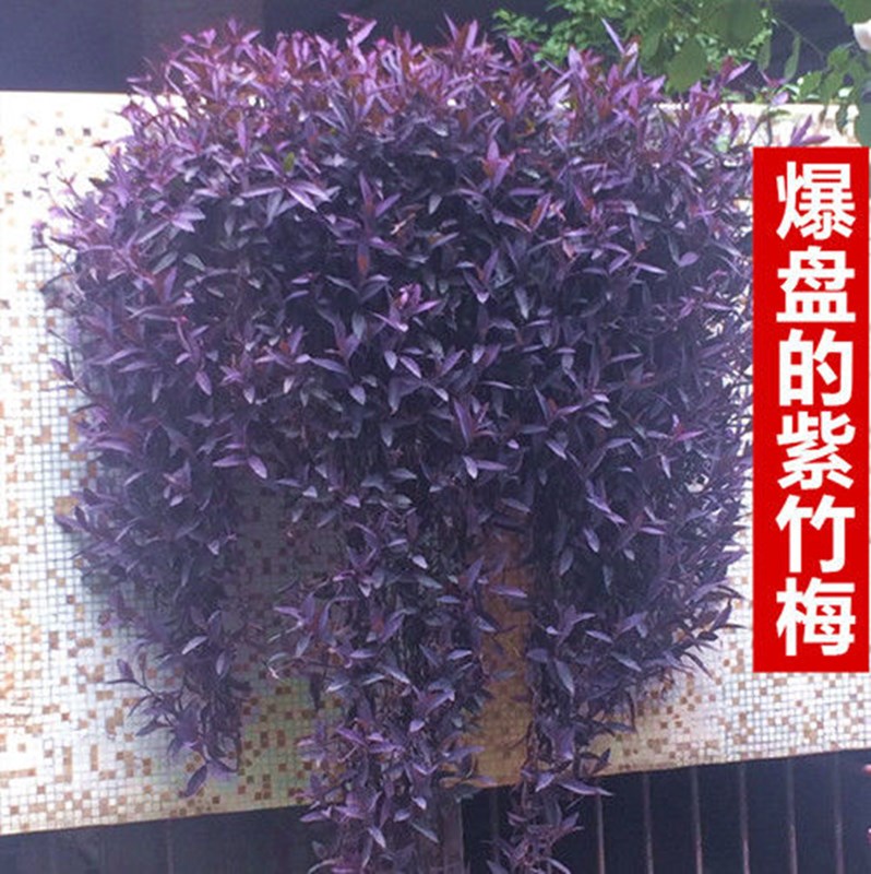 室外室内花卉绿植盆栽紫色吊兰紫竹梅紫罗兰喜光好养植物鸭芷草 - 图1