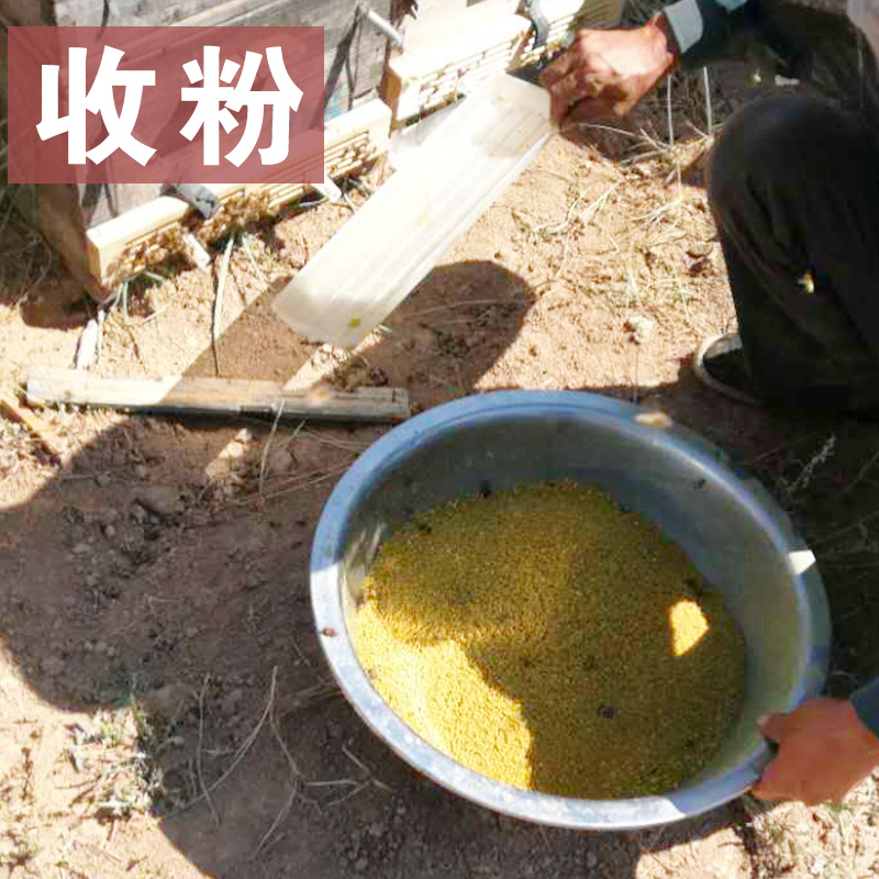 油菜杂粉2022天然花粉养蜂喂蜂蜂用花粉蜜蜂饲料蜂粮花粉颗粒包邮