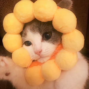 宠物猫咪太阳花帽子