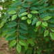 Highly simulated elm leaves and elm branches for landscaping decoration