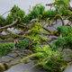 Butterfly dance high simulation tree branches moss pastoral decoration