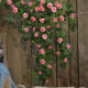 Simulated Sweetheart Diamond Star and Moon Pastoral Rose Rattan