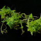 Butterfly dance high simulation tree branches moss pastoral decoration