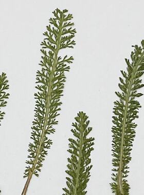 花未落INS风森系干花压花