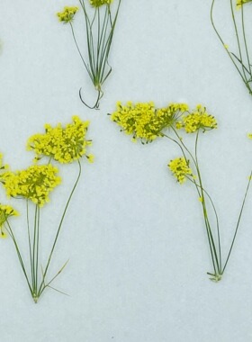 花未落INS风森系干花压花