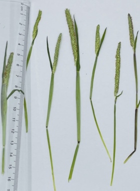 聪明谷手工教室干花森系特色