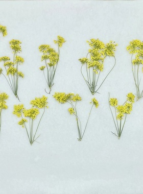 花未落INS风森系干花压花