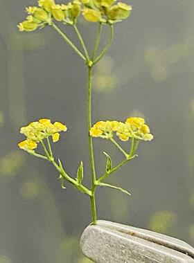 花未落+中草药柴胡标本+干花压花