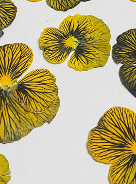 花未落森系干花压花INS虎斑角堇