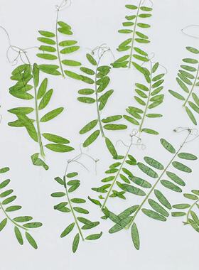 花未落INS风森系干花压花
