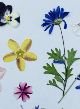 聪明谷手工教室干花真花