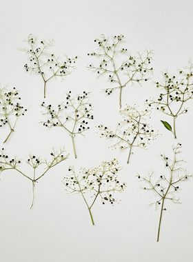 花未落INS风森系干花压花