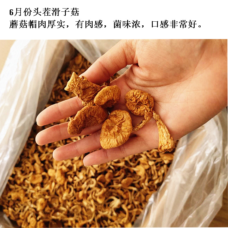 东北干滑子菇黄蘑干货菌菇无根肉厚滑子蘑小黄蘑香菇小鸡炖蘑菇 - 图1