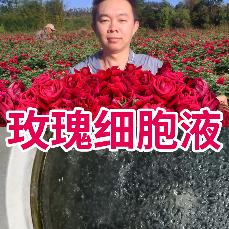 号外玫瑰细胞液520ml云南墨红鲜花原液补水喷雾爽肤水花苞非纯露-图1