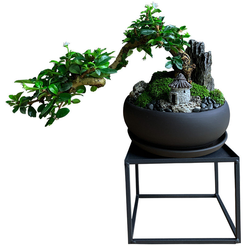茶桌绿植办公室盆栽花卉茶室桌上植物室内茶树小型摆件福建茶盆景-图3