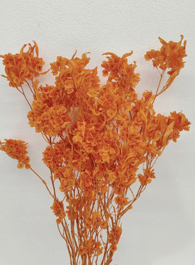 红色迎客豆干花永生花家居装饰摆件永生蝴蝶花迎客豆干花永生花材