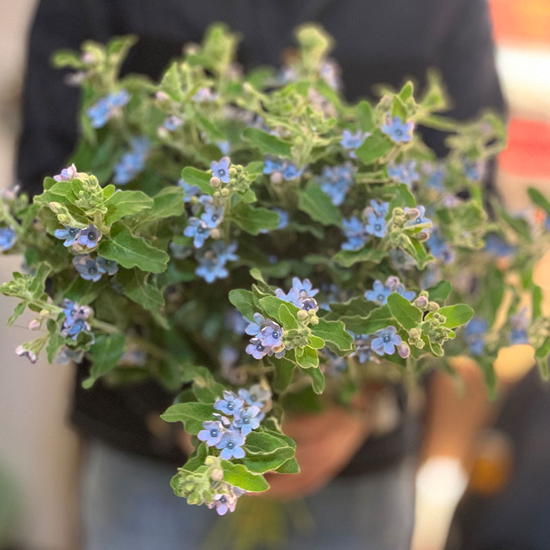 Yoyo花花世界鲜花蓝色蓝心花白心花鲜花插花蓝色鲜花配花花艺插花 - 图0