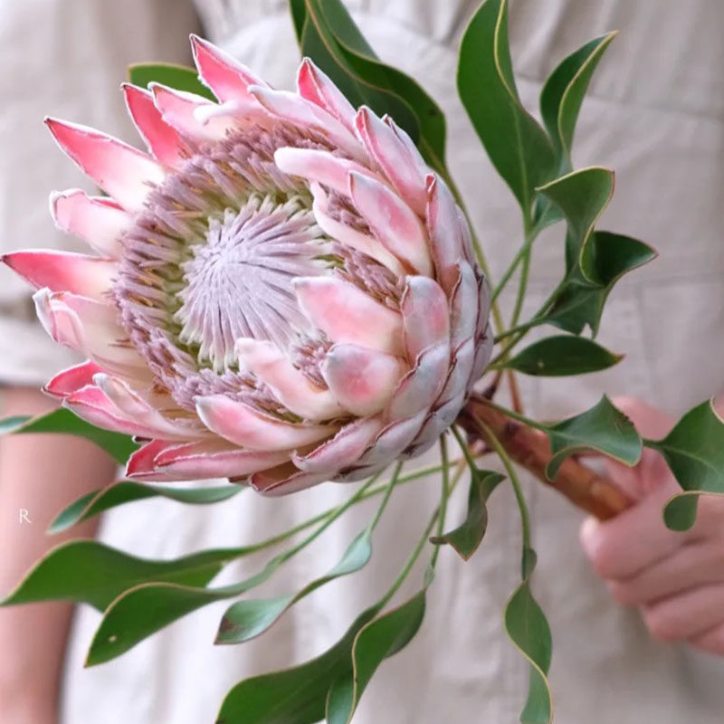 南非进口帝王花公主鲜花家庭花艺插花水养可放干花长辈生日送花