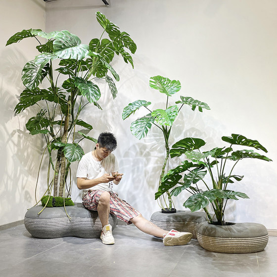 Terihui monstera tree large floor-to-ceiling green plant landscaping