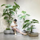 Terihui monstera tree large floor-to-ceiling green plant landscaping