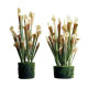 Terihui simulated single Sarracenia