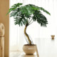 Simulated dragon scale spring taro large floor-standing simulated green plant