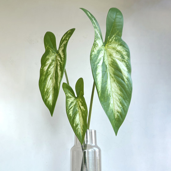 Terrihui/simulated single millennium taro leaf