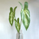 Terrihui/simulated single millennium taro leaf