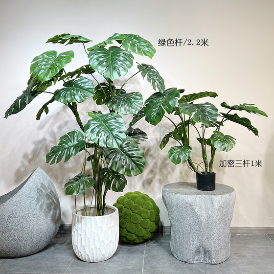Terihui monstera tree large floor-to-ceiling green plant landscaping