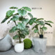 Terihui monstera tree large floor-to-ceiling green plant landscaping