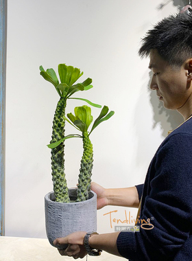 仿真霸王鞭假树特丽卉