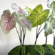 Simulated hand-feeling calla lily leaves, colorful taro leaves, green plants