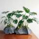 New simulated turtle leaf desktop potted plant Terilihui