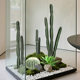 Terrific cactus succulent plant desert green plant