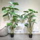 Terihui monstera tree large floor-to-ceiling green plant landscaping