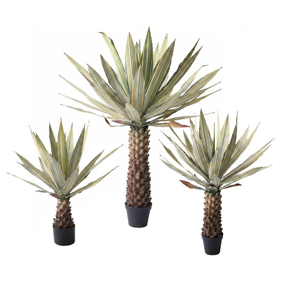 Telihui simulated Mexican agave