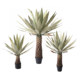 Telihui simulated Mexican agave