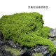 Simulated immortalized moss Zen landscaping