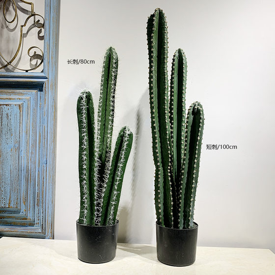 Terrific cactus succulent plant desert green plant