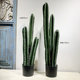 Terrific cactus succulent plant desert green plant