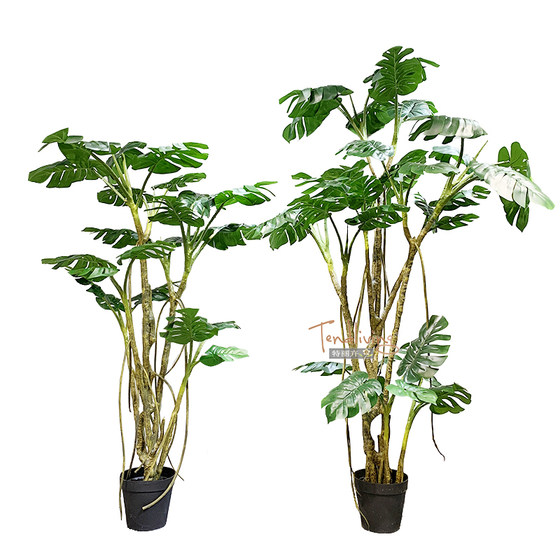 Terihui monstera tree large floor-to-ceiling green plant landscaping