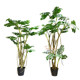 Terihui monstera tree large floor-to-ceiling green plant landscaping