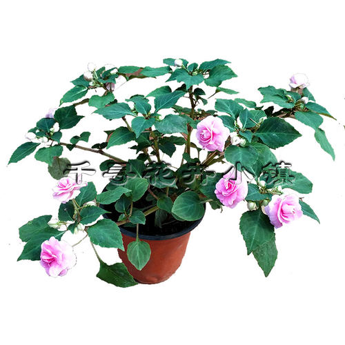 水梅花 重瓣凤仙花 开花 喜阳 阳台  产地发货 包邮 好养 - 图3