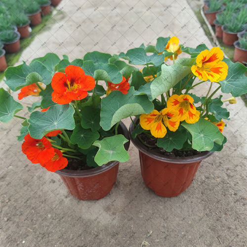 旱金莲 旱荷花 盆栽 春秋冬开花  阳台植物 多年生 容易养 庭院 - 图2