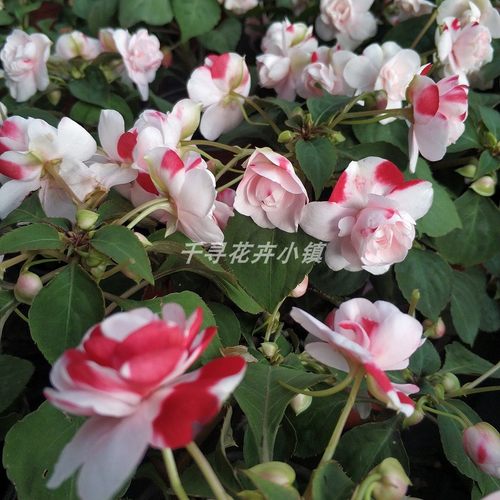 水梅花 重瓣凤仙花 开花 喜阳 阳台  产地发货 包邮 好养 - 图2