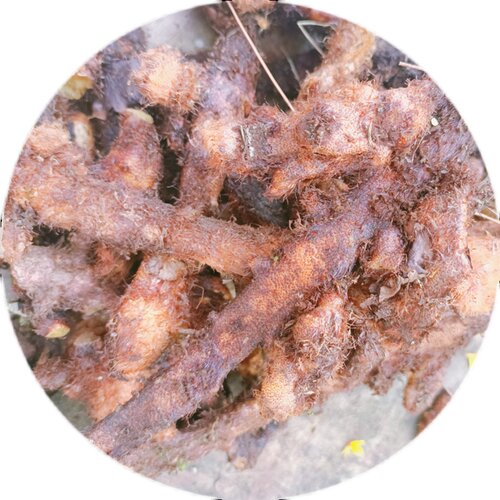 大山中草药骨碎补爬岩姜毛猴姜泡酒食补重庆深山现摘现发一斤包邮 - 图3